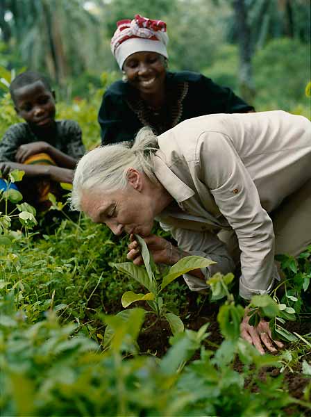 From October 2008 on the US label Gant support with the Jane Goodall campaign in over 70 countries the Rebirth the Earth project in Tansania. You can be part of the campaign by buying a Gant "hope" bag made (limited edition of 10.000 pieces) of organic cotton. Let around 25 trees grow in the forests of Gombe inTanzania! 