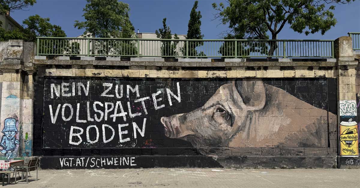 Graffiti of a sad pig with the message 'Nein zum Vollspaltenboden!' and the URL vgt.at/Schweine on a wall at Vienna's Donaukanal.