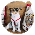 Hotel Sacher Seefeld launches a longevity-focused retreat for dogs and owners—based on host Elisabeth Gürtler's own experience and holistic aging insights.